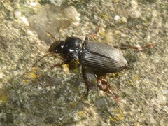 Anisodactylus binotatus