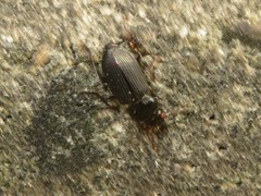 Anisodactylus binotatus