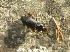 Anisodactylus binotatus