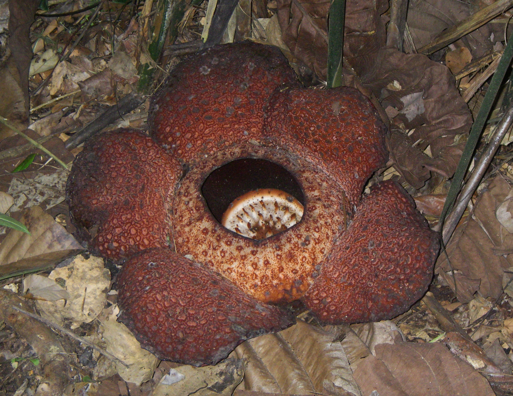 Rafflesia keithii (Rafflesia keithii)