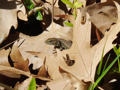 Algyroides moreoticus