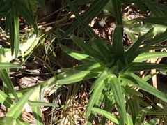 Lithospermum ruderale