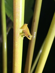 Diasporus diastema