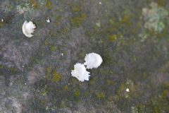 Lagerstroemia subcostata