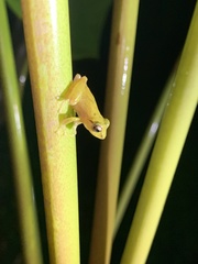 Diasporus diastema