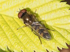 Platycheirus scutatus