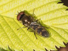 Platycheirus scutatus