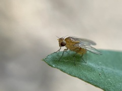 Neogriphoneura