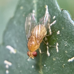 Neogriphoneura