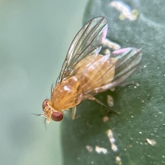 Neogriphoneura