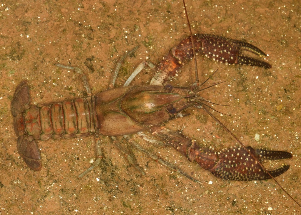 White Tubercled Crayfish