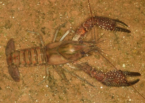 White Tubercled Crayfish
