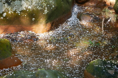 Lagerstroemia subcostata