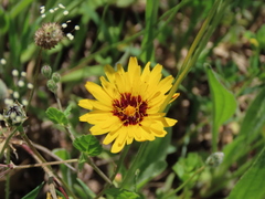 Reichardia tingitana