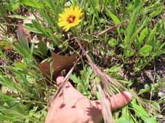 Reichardia tingitana