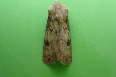 Agrotis puta