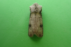 Agrotis puta