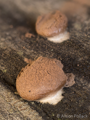 Reticularia jurana