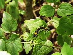 Laphriini