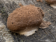 Reticularia jurana