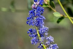 Ceanothus cyaneus
