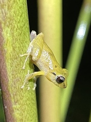 Diasporus diastema
