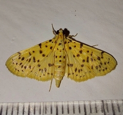 Conogethes punctiferalis