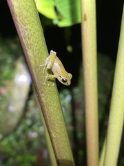 Diasporus diastema