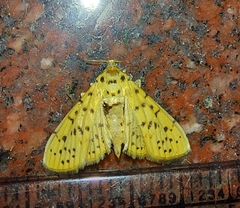 Conogethes punctiferalis