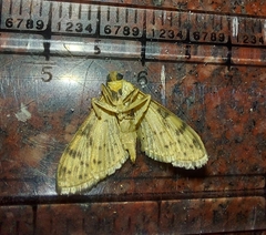 Conogethes punctiferalis