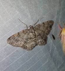 Ectropis crepuscularia