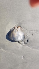 Rhizostomatoidea