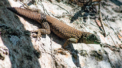 Uracentron flaviceps