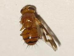 Oestrophasia calva