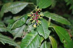 Palicourea corniculata