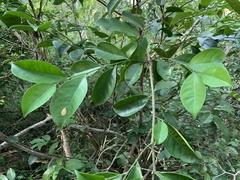 Suregada zanzibariensis