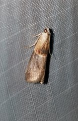 Acrobasis demotella