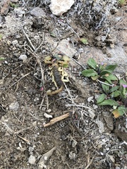 Anuroctonus phaiodactylus