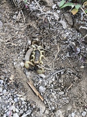 Anuroctonus phaiodactylus