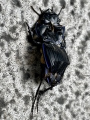 Pasimachus sublaevis