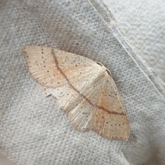 Cyclophora punctaria