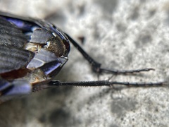 Pasimachus sublaevis