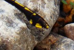 Gomphurus ozarkensis