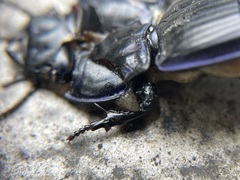 Pasimachus sublaevis