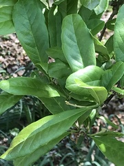 Sideroxylon lycioides