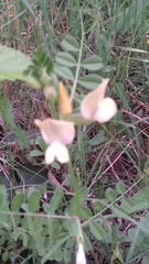 Vicia grandiflora