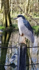 Nycticorax