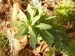Euphorbia platyphyllos
