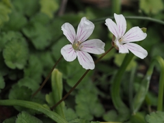Erodium reichardii