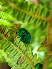 Erachtheus lutulentus